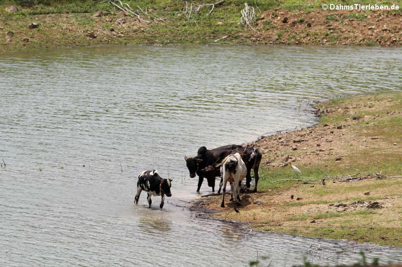 Kühe am Kaeng-Krachan-Stausee