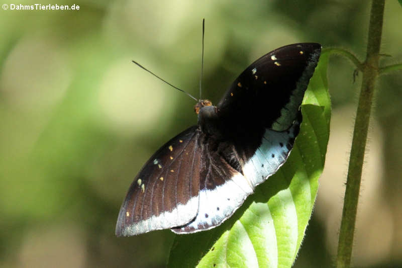 Lexias pardalis (male)