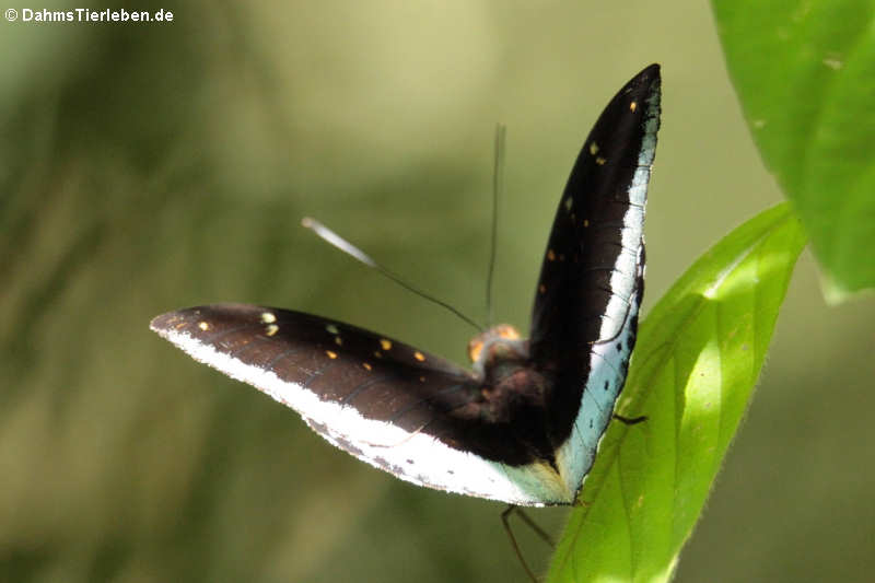 Lexias pardalis (male)