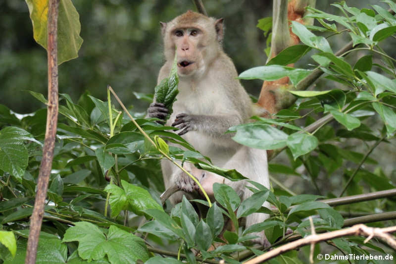 Javaneraffe (Macaca fascicularis)