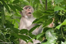 Javaneraffe (Macaca fascicularis) im Kaeng Krachan National Park, Thailand