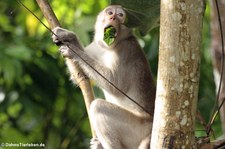 Javaneraffe (Macaca fascicularis) im Kaeng Krachan National Park, Thailand