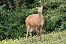 Tenasserim-Muntjak (Muntiacus feae) im Kaeng Krachan National Park, Thailand