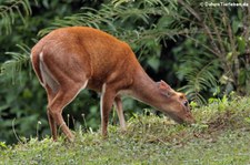 Tenasserim-Muntjak (Muntiacus feae) im Kaeng Krachan National Park, Thailand