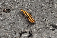 Neptis miah im Kaeng Krachan National Park, Thailand