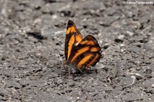 Neptis miah im Kaeng Krachan National Park, Thailand