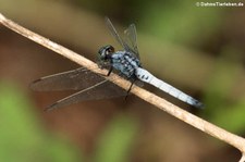 Orthetrum glaucum im Kaeng Krachan National Park, Thailand