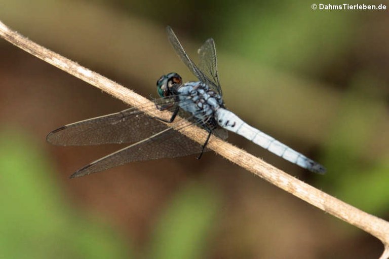 Orthetrum glaucum