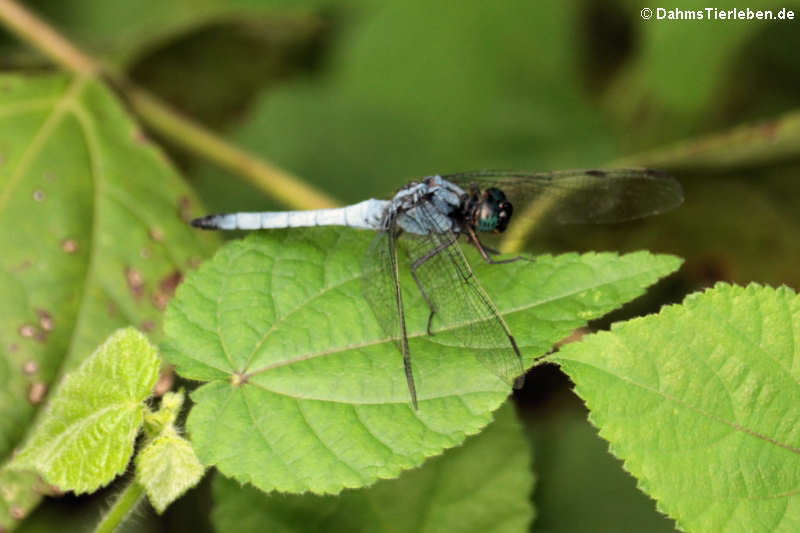 Orthetrum glaucum