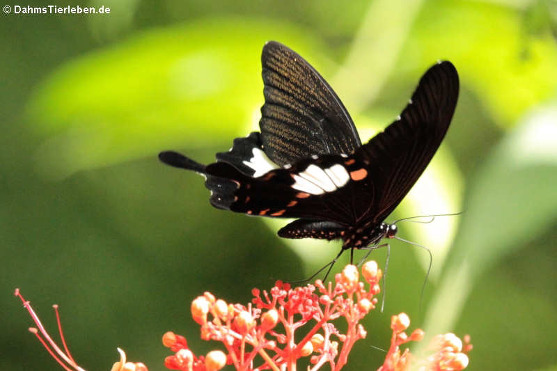 Schmetterling, eventuell Papilio helenus