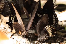 Papilio prexaspes im Kaeng Krachan National Park, Thailand