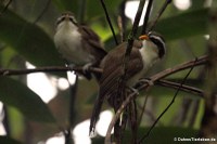 Himalayasäbler (Pomatorhinus schisticeps) im Kaeng Krachan National Park, Thailand