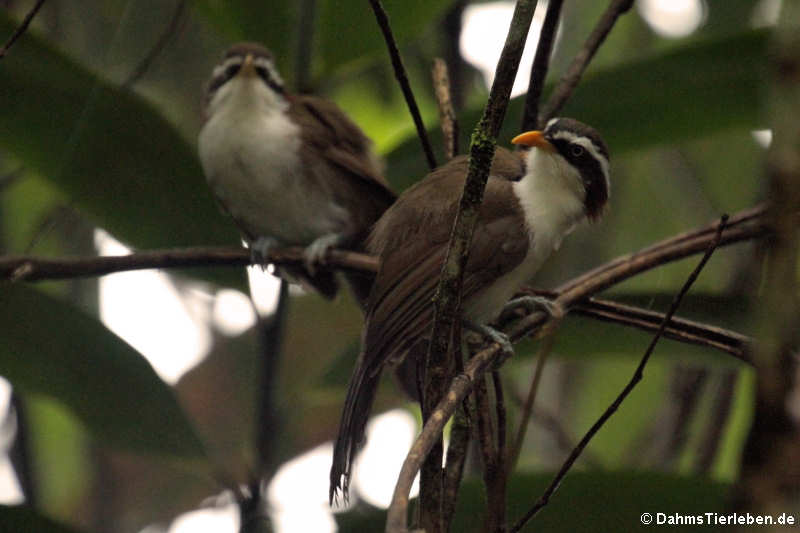 Himalayasäbler (Pomatorhinus schisticeps