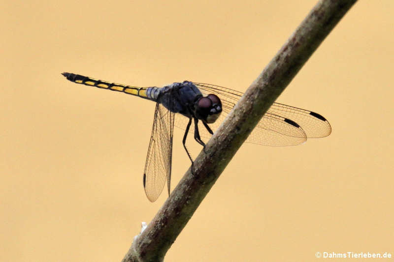 Libelle (Potamarcha congener)