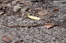 Gewöhnliche Scheinviper (Psammodynastes pulverulentus pulverulentus) im Kaeng Krachan National Park, Thailand