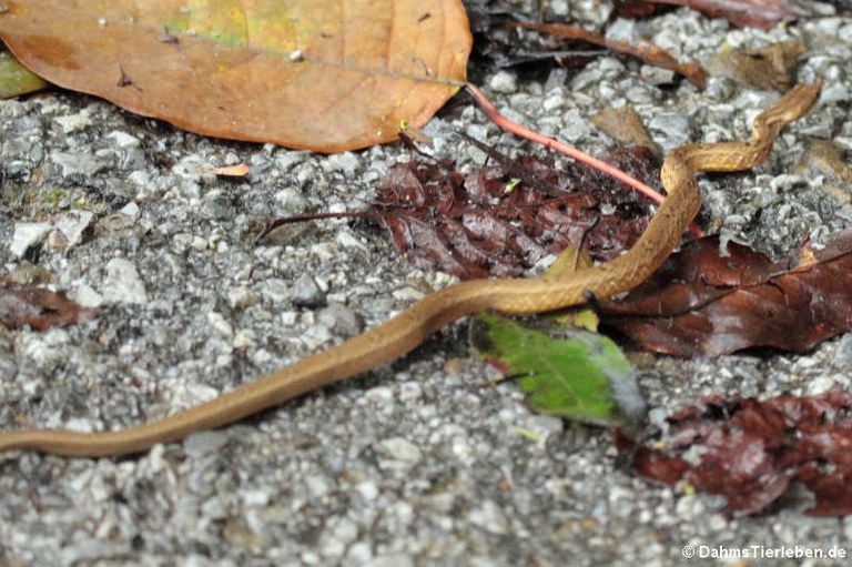 Psammodynastes pulverulentus pulverulentus