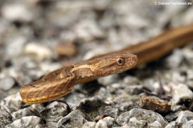 Psammodynastes pulverulentus pulverulentus