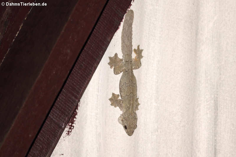 Gekko lionotum-1