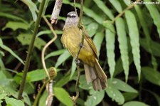 Gelbwangenbülbül (Pycnonotus flavescens) im Kaeng Krachan National Park, Thailand