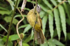 Gelbwangenbülbül (Pycnonotus flavescens) im Kaeng Krachan National Park, Thailand