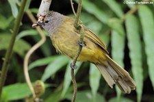 Gelbwangenbülbül (Pycnonotus flavescens) im Kaeng Krachan National Park, Thailand