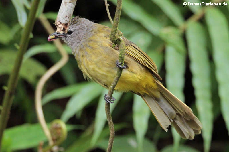 Gelbwangenbülbül (Pycnonotus flavescens)