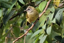 Gelbwangenbülbül (Pycnonotus flavescens) im Kaeng Krachan National Park, Thailand