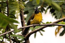 Gelbwangenbülbül (Pycnonotus flavescens) im Kaeng Krachan National Park, Thailand