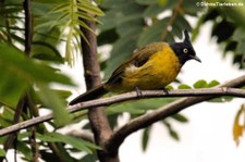 Gelbwangenbülbül (Pycnonotus flavescens) im Kaeng Krachan National Park, Thailand