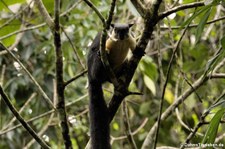 Schwarzes Riesenhörnchen (Ratufa bicolor) im Kaeng Krachan National Park, Thailand