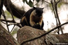 Schwarzes Riesenhörnchen (Ratufa bicolor) im Kaeng Krachan National Park, Thailand