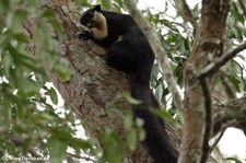 Schwarzes Riesenhörnchen (Ratufa bicolor) im Kaeng Krachan National Park, Thailand
