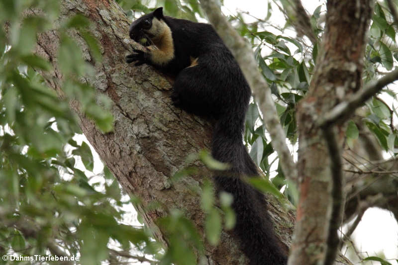 Ratufa bicolor