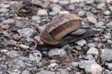 Vermutlich eine Schnecke der Gattung Cyclophorus im Kaeng Krachan National Park, Thailand