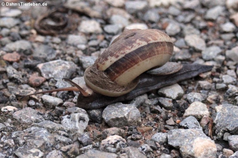 Cyclophorus punctatus