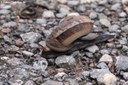 Cyclophorus punctatus