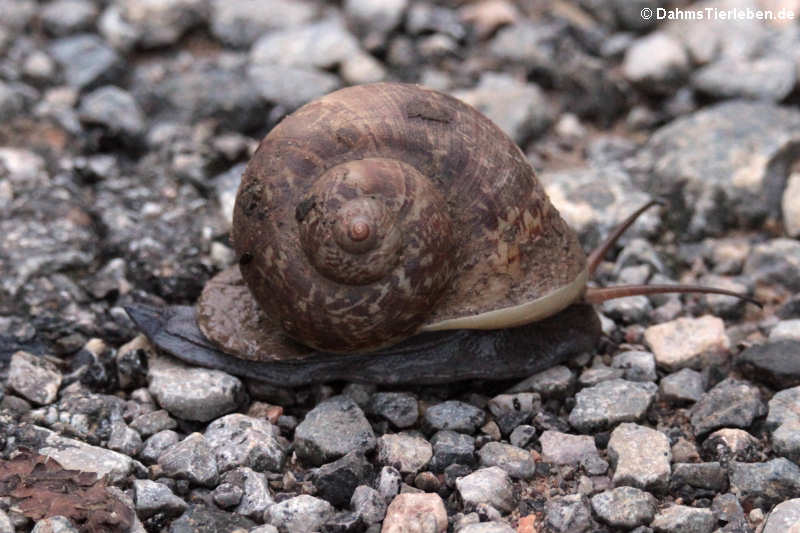 Schnecke (vermutlich Cyclophorus spec.)