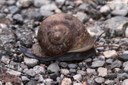 Cyclophorus punctatus
