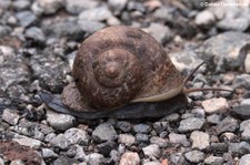 Vermutlich eine Schnecke der Gattung Cyclophorus im Kaeng Krachan National Park, Thailand