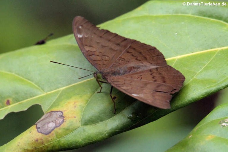 Tanaecia julii odilina