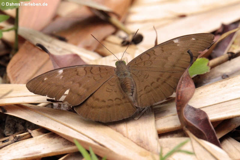 Tanaecia julii odilina