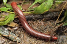 Thyropygus spec. im Kaeng Krachan Nationalpark, Thailand