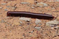 Thyropygus spec. im Kaeng Krachan Nationalpark, Thailand