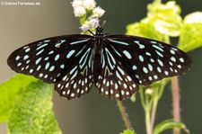 Tirumala septentrionis septentrionis im Kaeng Krachan National Park, Thailand