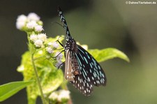 Tirumala septentrionis septentrionis im Kaeng Krachan National Park, Thailand