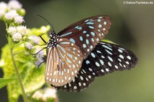 Tirumala septentrionis septentrionis im Kaeng Krachan National Park, Thailand