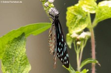 Tirumala septentrionis septentrionis im Kaeng Krachan National Park, Thailand