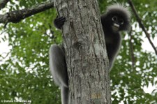 Südlicher Brillenlangur (Trachypithecus obscurus) im Kaeng Krachan National Park, Thailand