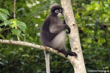 Südlicher Brillenlangur (Trachypithecus obscurus) im Kaeng Krachan National Park, Thailand