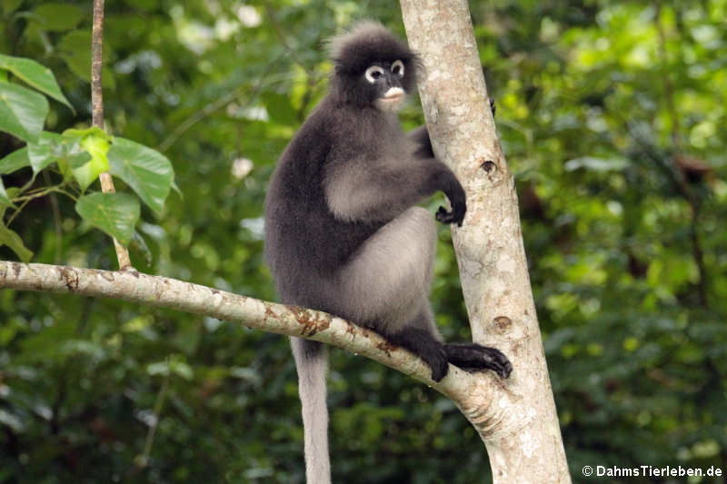 Südlicher Brillenlangur (Trachypithecus obscurus)